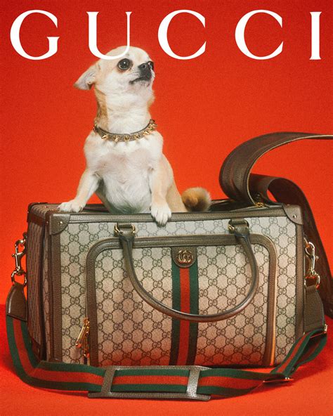 strawberry gucci pet|gucci pet store.